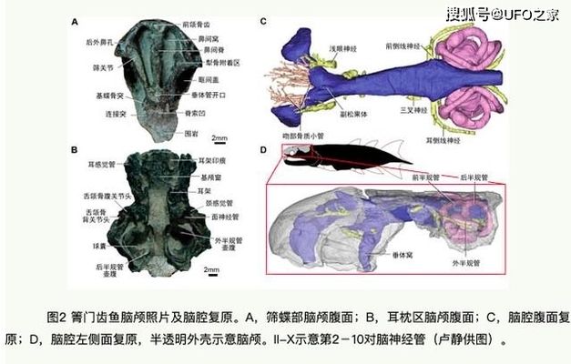 肉鰭魚類如何適應(yīng)陸地生活：肉鰭魚類在適應(yīng)陸地生活的過(guò)程中經(jīng)歷了多個(gè)階段的演化