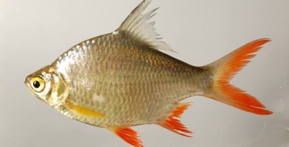 雙線側(cè)魚食物搭配比例：雙線側(cè)魚飼料保存方法 其他寵物 第1張