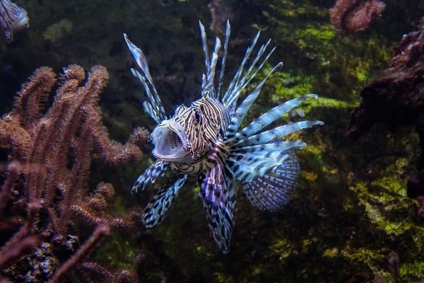 雙線側(cè)魚食物搭配比例：雙線側(cè)魚飼料保存方法 其他寵物 第3張