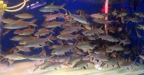 天津水族批發(fā)市場營業(yè)時間：天津水族批發(fā)市場 其他寵物 第2張