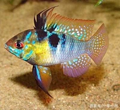 鳳凰魚體色變化原因分析：鳳凰魚體色變化的原因 其他寵物 第3張