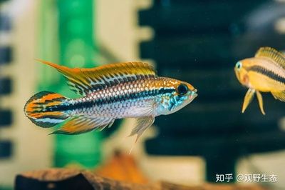 鳳凰魚體色變化原因分析：鳳凰魚體色變化的原因 其他寵物 第4張