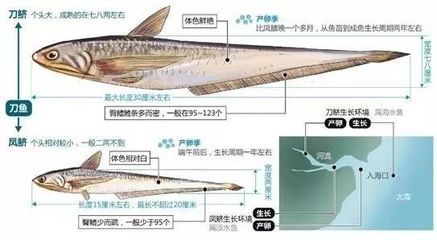 亞馬遜河魚類遷徙模式探究：亞馬遜河魚類遷徙對(duì)生態(tài)影響 其他寵物 第1張