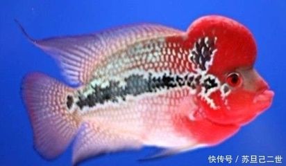 羅漢魚(yú)天然餌料營(yíng)養(yǎng)價(jià)值：羅漢魚(yú)天然餌料營(yíng)養(yǎng)價(jià)值對(duì)其健康和生長(zhǎng)至關(guān)重要 其他寵物 第2張