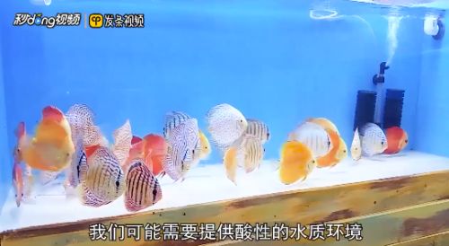 七彩神仙魚伴侶魚的日常護理：七彩神仙魚及其伴侶魚的日常護理措施 其他寵物 第1張