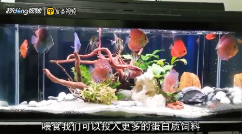 七彩神仙魚伴侶魚的日常護理：七彩神仙魚及其伴侶魚的日常護理措施 其他寵物 第4張