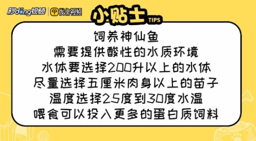 七彩神仙魚伴侶魚的日常護理：七彩神仙魚及其伴侶魚的日常護理措施 其他寵物 第5張