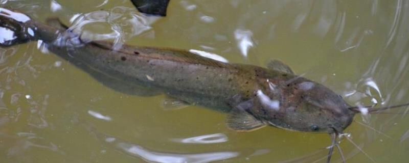 塘鲺魚(yú)苗水質(zhì)管理方法：塘鲺魚(yú)苗在水質(zhì)管理上需要注意水體的清潔度和溶解氧水平 其他寵物 第1張