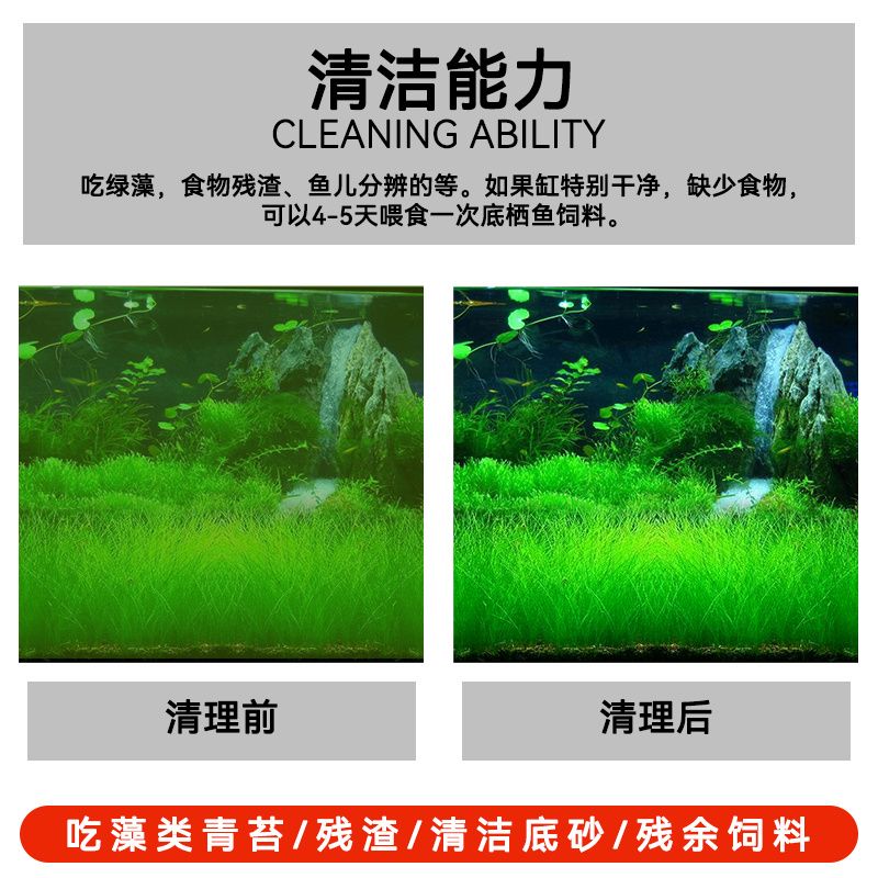 金苔鼠后期管理方法：金苔鼠的后期管理 其他寵物 第5張