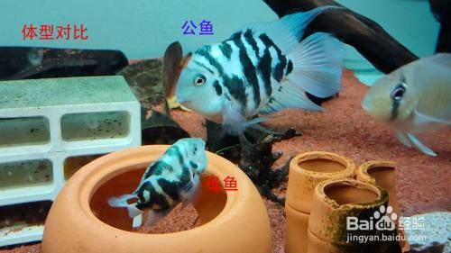 鸚鵡魚性別決定機制探究：鸚鵡魚性別決定機制 其他寵物 第2張