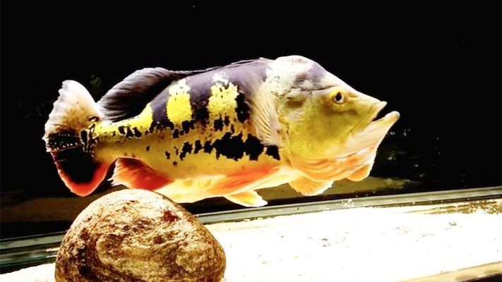 龍魚尾巴斷了還能恢復(fù)嗎：龍魚尾巴斷裂后能否恢復(fù) 水族問(wèn)答 第1張