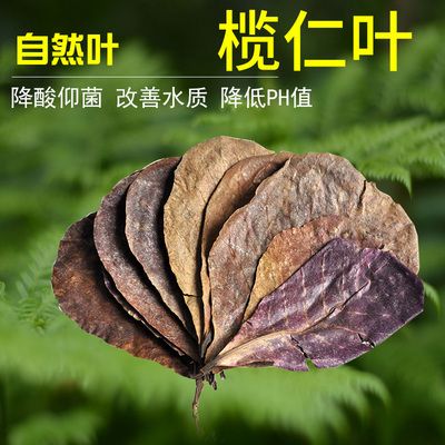 欖仁葉降酸的最佳時機(jī)：如何判斷欖仁葉降酸的最佳時機(jī) 其他寵物 第3張