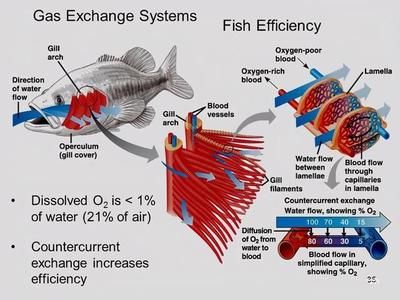 如何辨別魚的新陳代謝：關(guān)于魚的新陳代謝 其他寵物 第5張