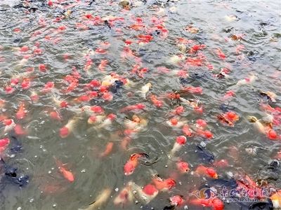 黑桃A魚苗光照管理方法：黑桃a魚苗光照管理 其他寵物 第2張