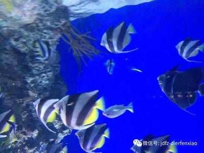 提高水族箱生物多樣性的方法：如何提高水族箱生物多樣性 其他寵物 第1張