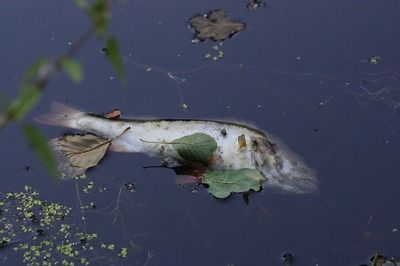 月光鴨嘴魚苗飼料配比建議：月光鴨嘴魚苗的飼料配比 其他寵物 第3張