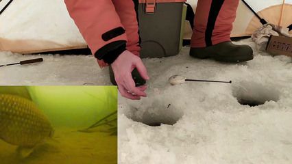 雪鯽魚低溫存活技巧：低溫下鯽魚餌料選擇指南 其他寵物 第5張