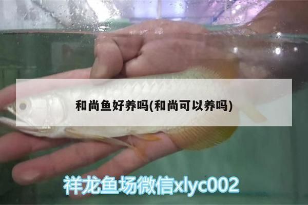 如何選擇和尚魚飼料：和尚魚飼料品牌推薦，和尚魚專用飼料成分表，和尚魚飼料保存方法