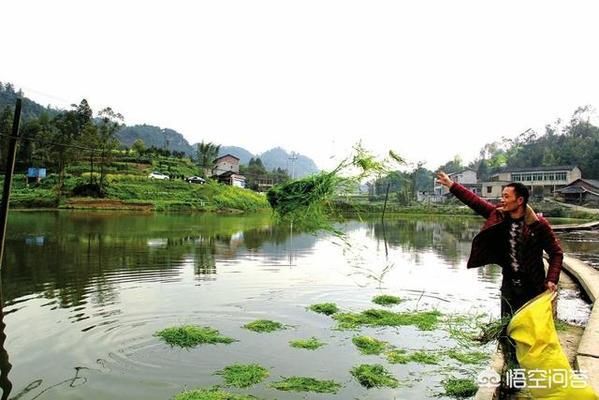 如何檢測魚塘水質(zhì)變化：檢測魚塘水質(zhì)變化的方法 其他寵物 第3張