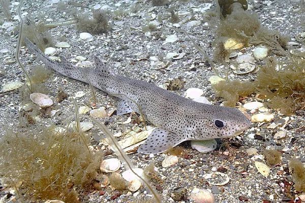 鯊魚卵孵化受哪些因素影響：鯊魚卵孵化受多種因素影響