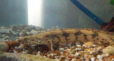 恐龍王魚(yú)繁殖期飼料選擇：恐龍王魚(yú)繁殖期飼料品牌推薦 其他寵物 第5張