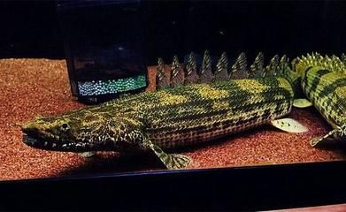 恐龍王魚(yú)繁殖期飼料選擇：恐龍王魚(yú)繁殖期飼料品牌推薦 其他寵物 第4張