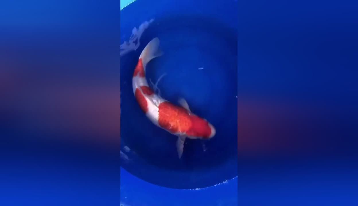 紅白錦鯉幼魚(yú)健康檢查方法：健康的紅白錦鯉幼魚(yú)應(yīng)該有穩(wěn)定的食欲減退