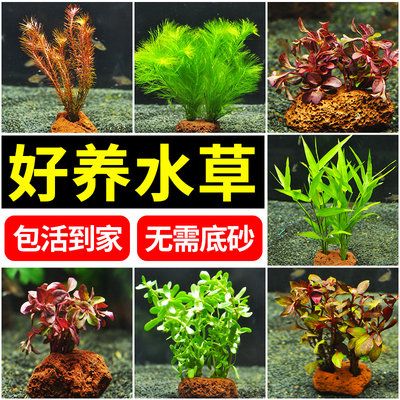 混養(yǎng)魚缸內(nèi)植物選擇指南：混養(yǎng)魚缸內(nèi)植物選擇指南，魚缸造景搭配建議，魚缸植物選擇誤區(qū) 其他寵物 第1張