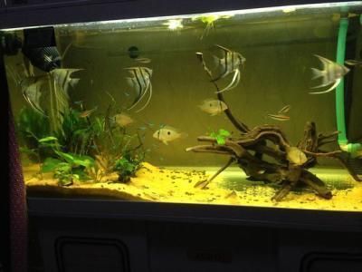 混養(yǎng)魚缸內(nèi)植物選擇指南：混養(yǎng)魚缸內(nèi)植物選擇指南，魚缸造景搭配建議，魚缸植物選擇誤區(qū) 其他寵物 第4張