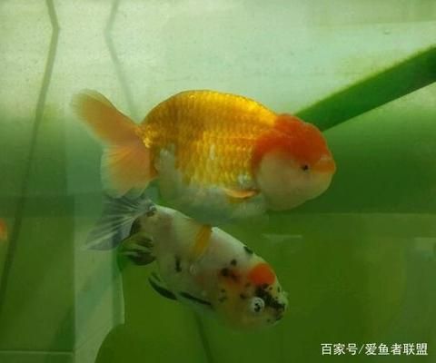 遮光網(wǎng)箱對魚的影響研究：遮光網(wǎng)箱對魚的影響 其他寵物 第2張