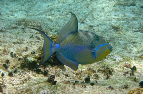 潛水員如何訓(xùn)練面對(duì)鯊魚：潛水員在面對(duì)鯊魚時(shí)需要進(jìn)行嚴(yán)格的訓(xùn)練以增強(qiáng)自身的應(yīng)對(duì)能力 其他寵物 第4張