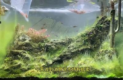 水草護(hù)理的最佳光照方案：水草護(hù)理中光照的重要性及最佳方案 其他寵物 第2張