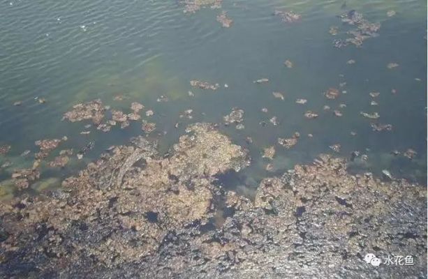 魚類食欲減退的常見原因：魚類食欲減退的主要原因 其他寵物 第4張