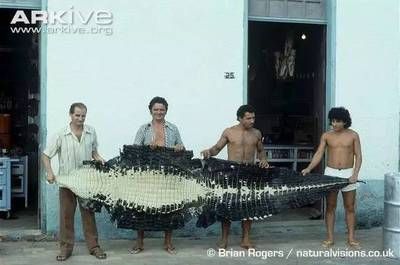 食人魚繁殖周期研究：食人魚的繁殖周期對(duì)生態(tài)影響 其他寵物 第2張