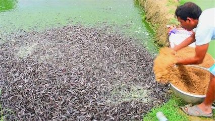 帝王血鉆飼料選擇指南：帝王血鉆繁殖期飼料配方,帝王血鉆飼料保存技巧 其他寵物 第2張