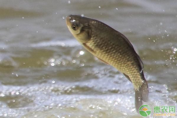 鯽魚出血病的預(yù)防措施：如何預(yù)防鯽魚出血病 其他寵物 第3張