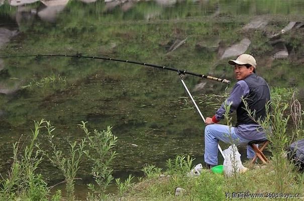 雙線側(cè)魚活餌投喂技巧：雙線側(cè)魚活餌投喂技巧是釣魚愛好者在垂釣時(shí)常用的一種方法 其他寵物 第5張