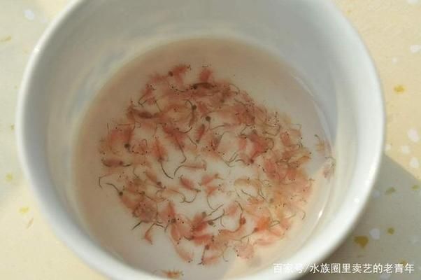 雙線側(cè)魚(yú)幼魚(yú)開(kāi)口餌料營(yíng)養(yǎng)成分：關(guān)于雙線側(cè)魚(yú)幼魚(yú)開(kāi)口餌料的一些營(yíng)養(yǎng)成分建議 其他寵物 第3張