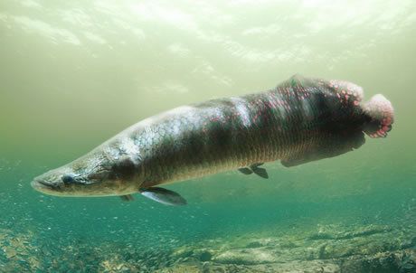 海象魚(yú)繁殖行為模擬方法：如何模擬海象魚(yú)的繁殖行為 其他寵物 第1張