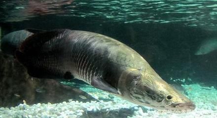 海象魚(yú)繁殖行為模擬方法：如何模擬海象魚(yú)的繁殖行為 其他寵物 第3張