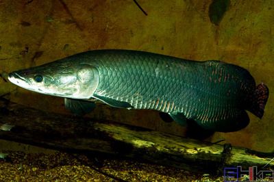 海象魚(yú)繁殖行為模擬方法：如何模擬海象魚(yú)的繁殖行為 其他寵物 第4張