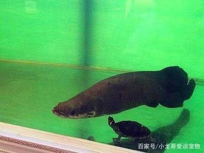 海象魚(yú)繁殖行為模擬方法：如何模擬海象魚(yú)的繁殖行為 其他寵物 第5張