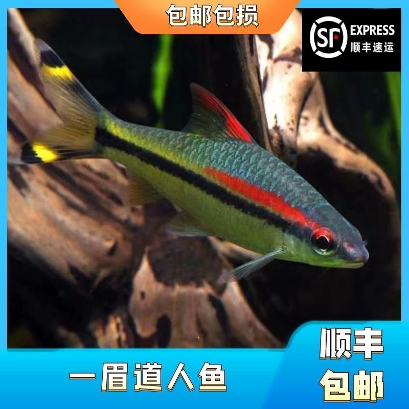 一眉道人魚(yú)食物搭配技巧：一眉道人魚(yú)混養(yǎng)注意事項(xiàng)如何保持一眉道人魚(yú)魚(yú)缸清潔 其他寵物 第5張