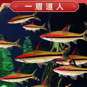 一眉道人魚(yú)食物搭配技巧：一眉道人魚(yú)混養(yǎng)注意事項(xiàng)如何保持一眉道人魚(yú)魚(yú)缸清潔 其他寵物 第4張