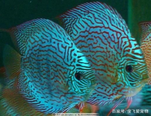 雙線側魚水族箱布置指南：雙線側魚水族箱的布置指南，以確保魚類在水族箱中的健康成長 其他寵物 第5張