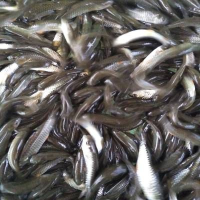 黑鯇魚苗最佳放養(yǎng)季節(jié)：春季放養(yǎng)黑鯇魚苗的最佳放養(yǎng)季節(jié)為春季放養(yǎng) 其他寵物 第1張