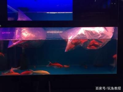 水族箱溫差控制方法：幾種有效的水族箱溫差控制方法 其他寵物 第1張