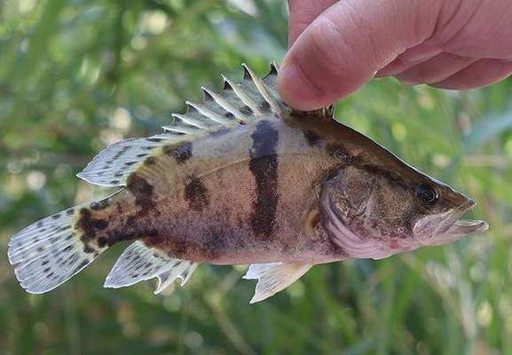 塘鲺魚苗繁殖季節(jié)敵害生物防治：塘鲺魚苗常見病害預防指南,塘鲺魚苗繁殖期水質(zhì)管理技巧 其他寵物 第3張