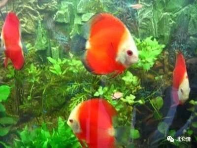 黑影道人魚(yú)的生理特性分析：黑影道人魚(yú)的繁殖技巧 其他寵物 第5張