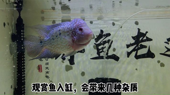 新魚入缸后的水質(zhì)變化：新魚入缸后水質(zhì)變化的一些詳細(xì)信息 其他寵物 第1張